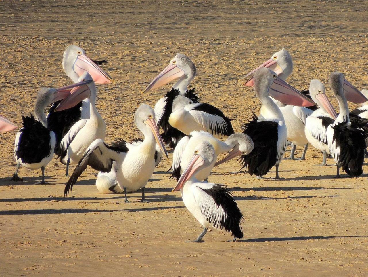 Pelican Sands سكاماندر المظهر الخارجي الصورة